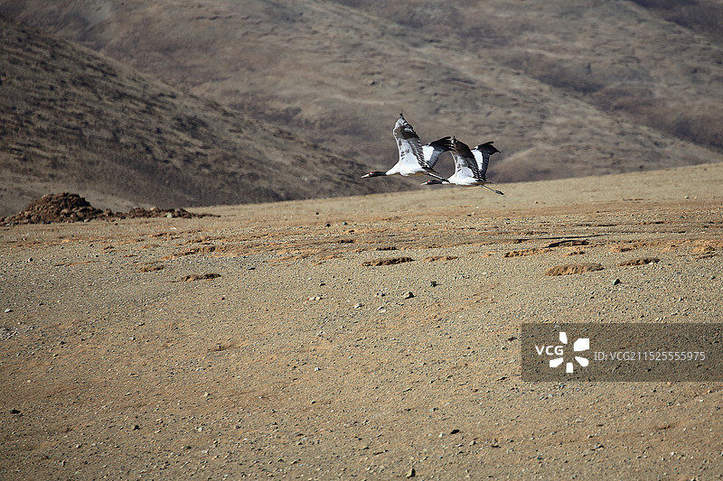 比翼双飞的黑颈鹤图片素材