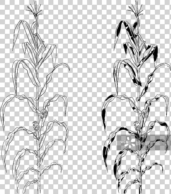 手绘玉米雕刻风格图片素材