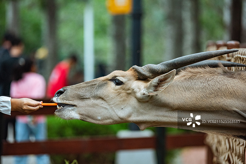 伊兰羚羊 羚羊 大羚羊图片素材