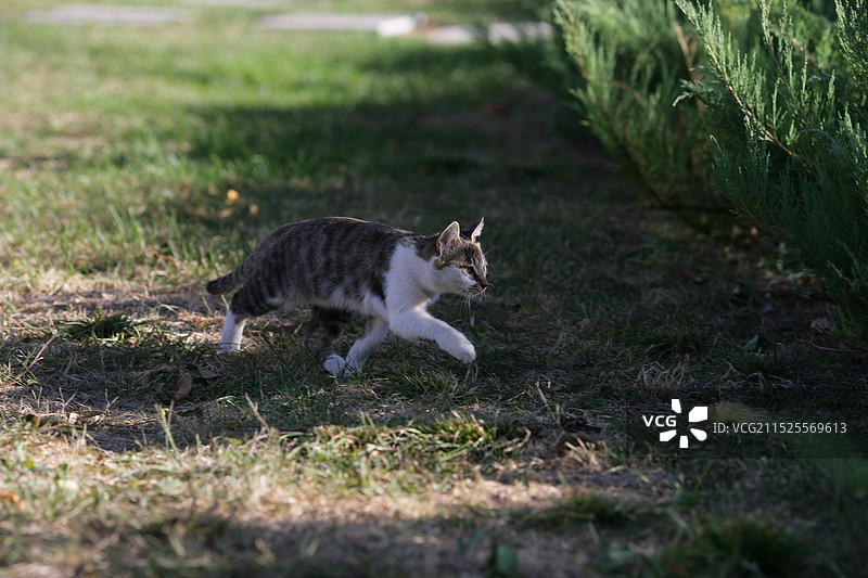 跑动的猫图片素材