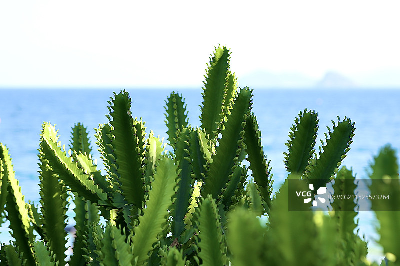 海边仙人掌丛图片素材