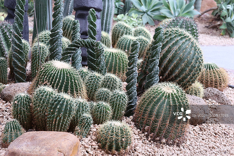 仙人球图片素材