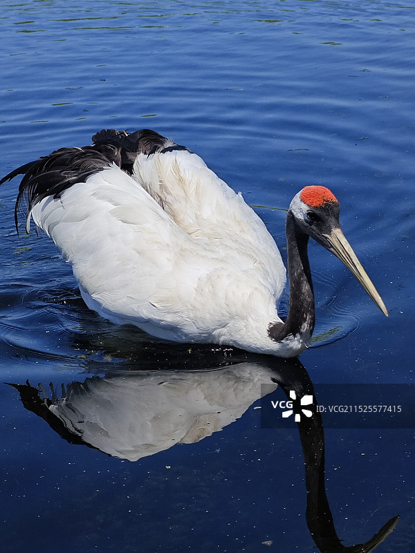 湖中丹顶鹤的特写镜头图片素材