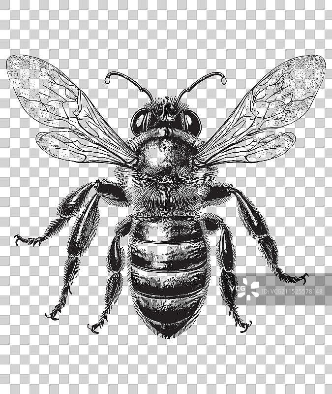 蜜蜂的复古雕刻木刻图片素材