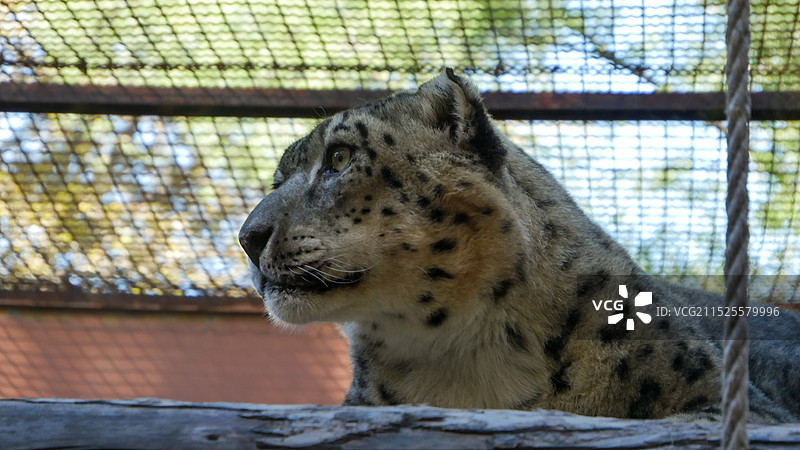 青藏高原野生动物园图片素材