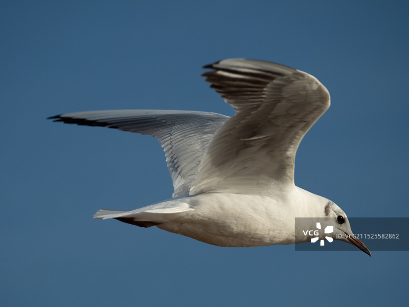 昆明滇池边的红嘴鸥图片素材