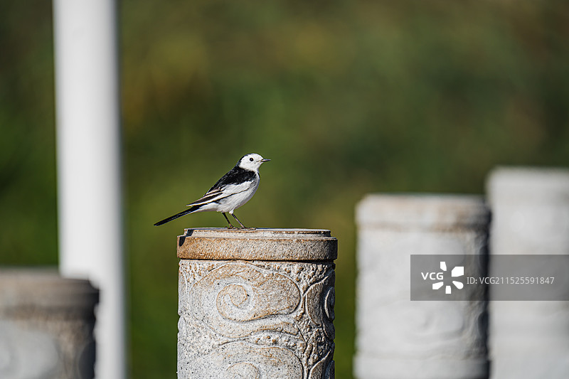 白鹡鸰栖息石柱子上停留高清特写图片素材