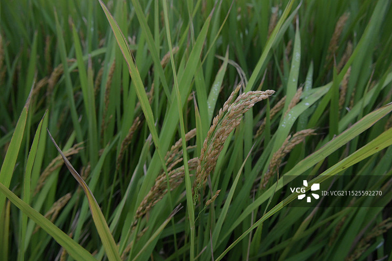 秋天雨后的稻田图片素材