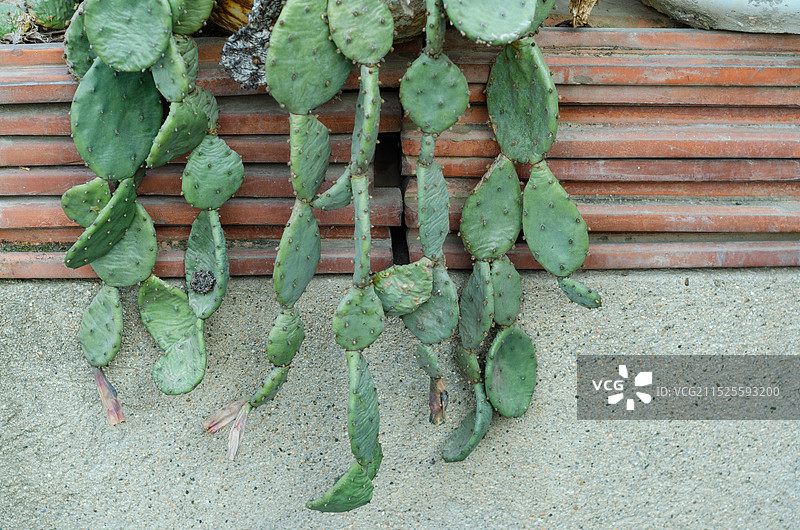 沿着墙垂下来的仙人掌图片素材