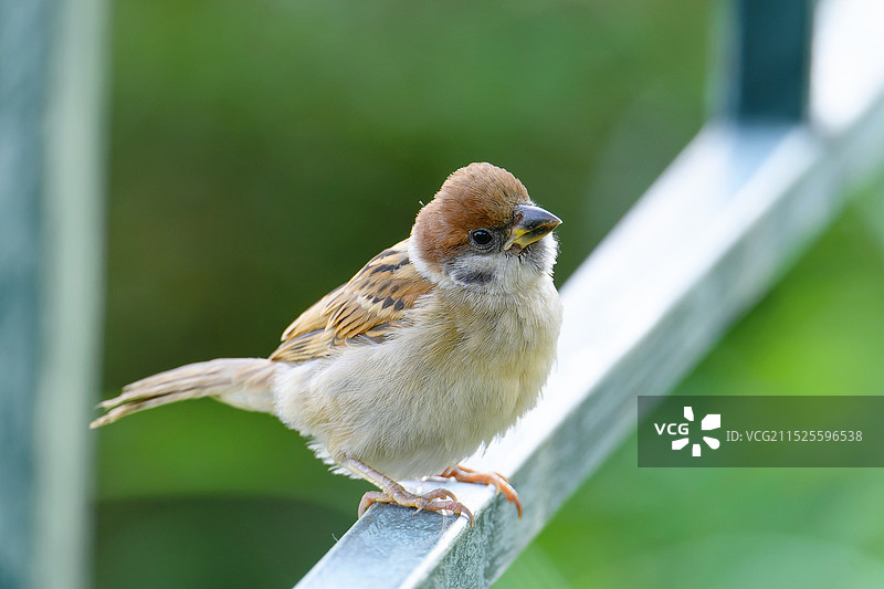 小麻雀图片素材