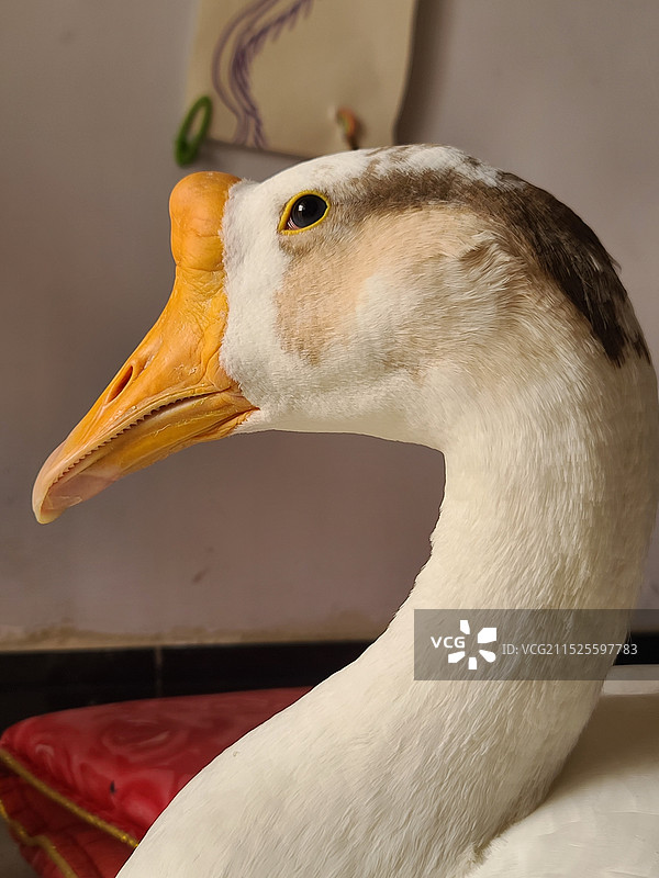 大白鹅特写照片图片素材