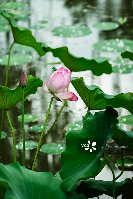 西安兴庆公园雨后荷花特写图片素材