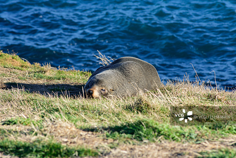 贪睡的海狮图片素材