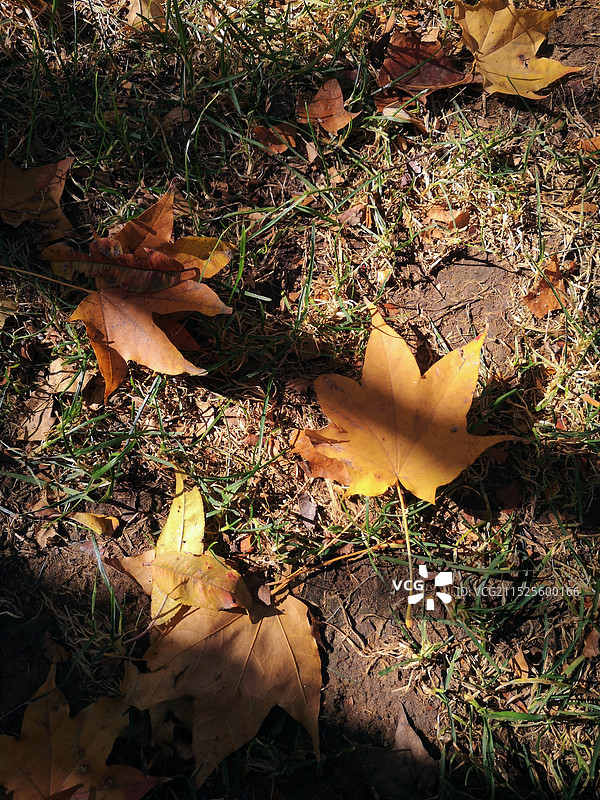 秋日落叶图片素材