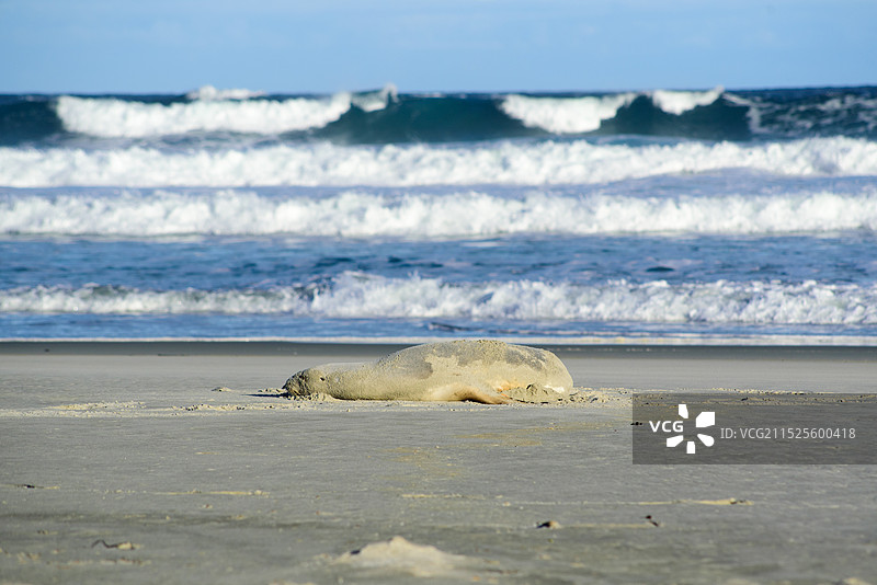 贪睡的海狮图片素材