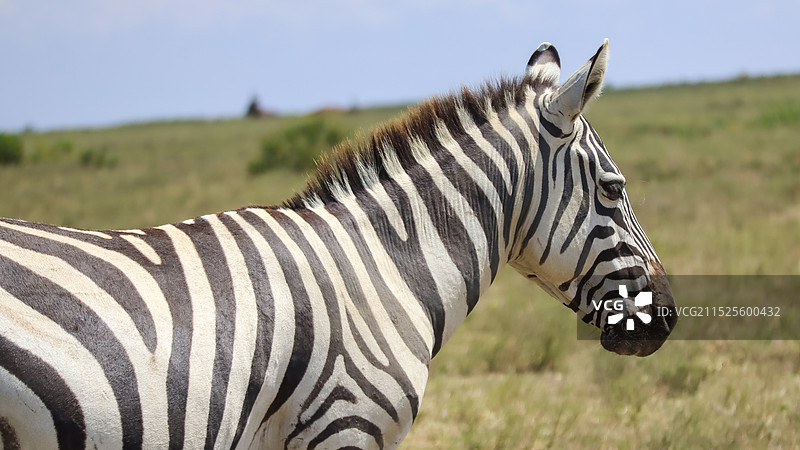 非洲的斑马图片素材