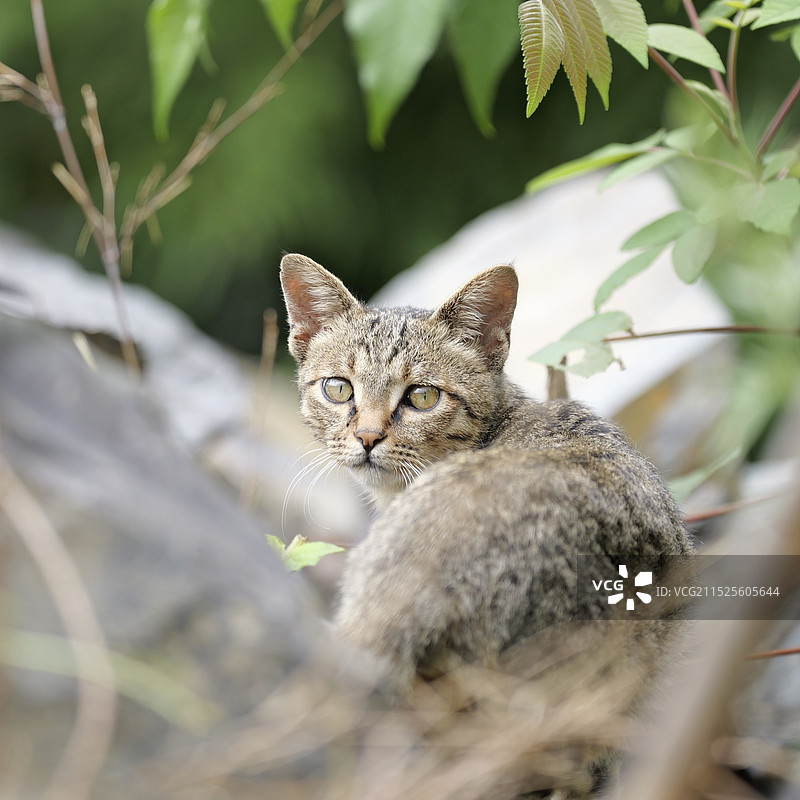 回首小猫图片素材