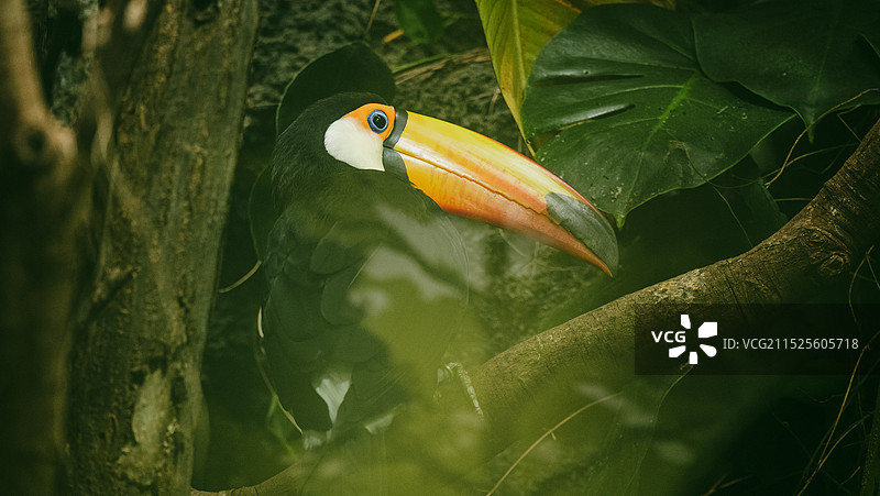 红山森林动物园图片素材