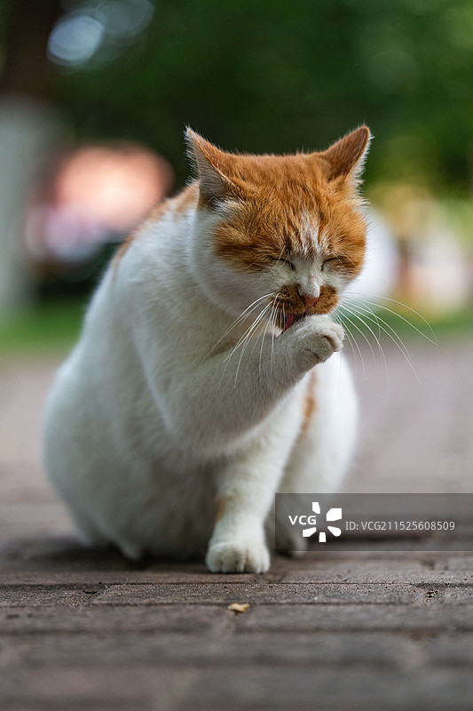北京交通大学猫咪图片素材