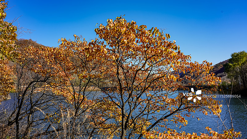 北京延庆玉渡山忘忧湖湖畔秋色 金黄色树叶图片素材