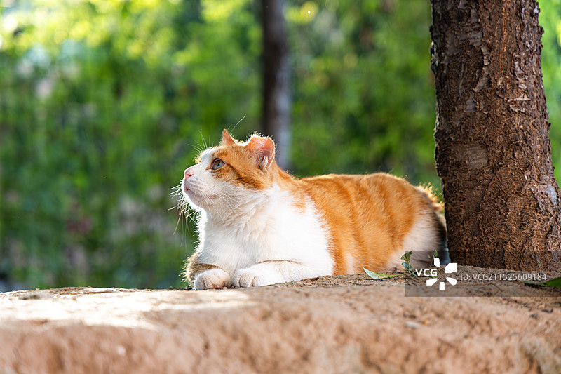西北大学的猫鸟们图片素材