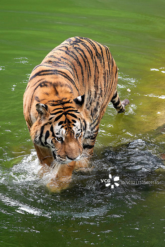 老虎在湖中游泳的画像图片素材