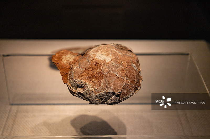 恐龙蛋化石图片素材