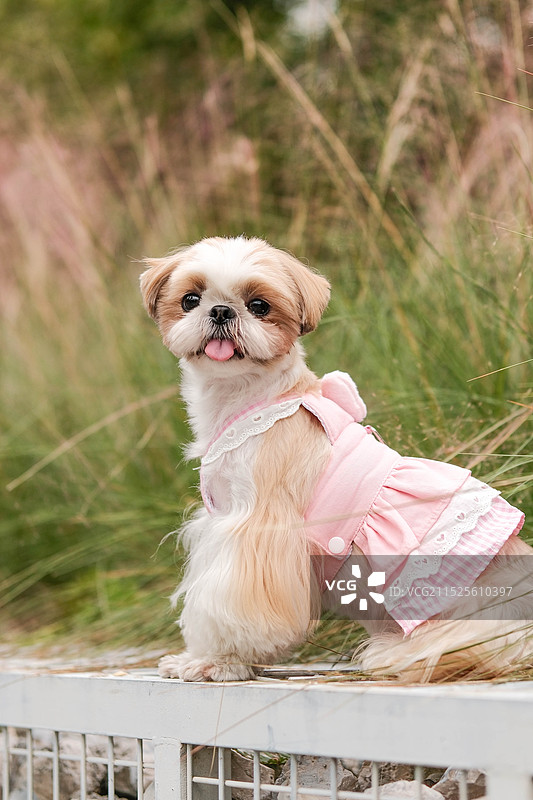 粉黛草和西施犬小狗户外可爱图片素材