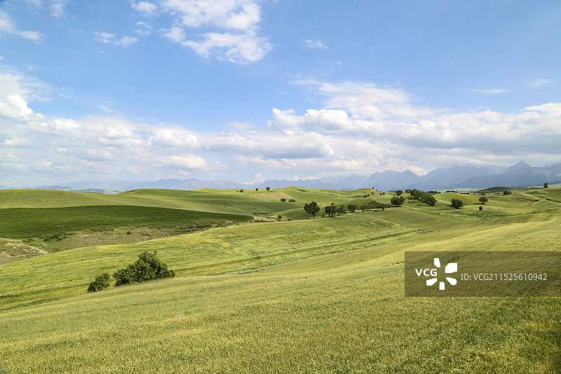 蓝天白云下的草原．电脑桌面图片素材
