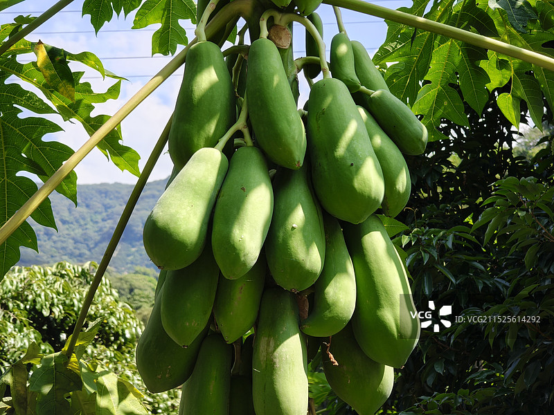 番木瓜图片素材