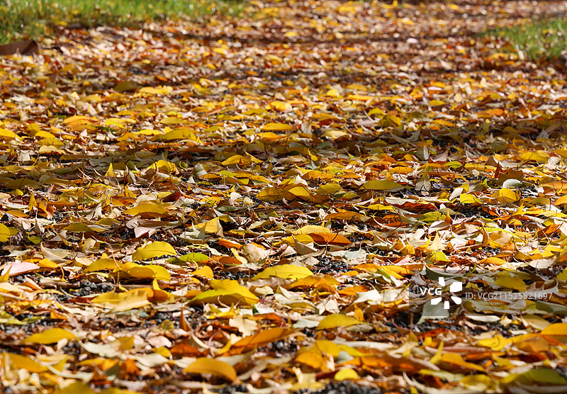 满地枯萎的落叶图片素材