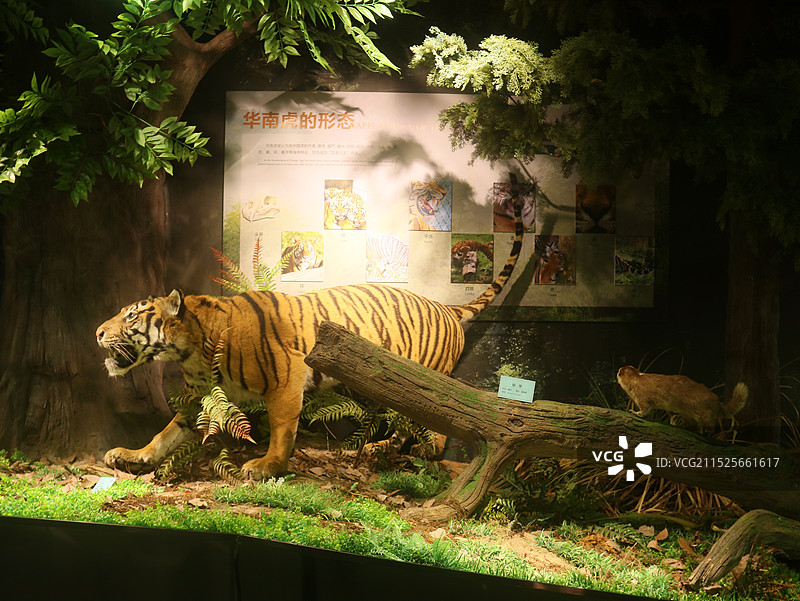 龙岩市上杭县梅花山华南虎园生态旅游景区图片素材