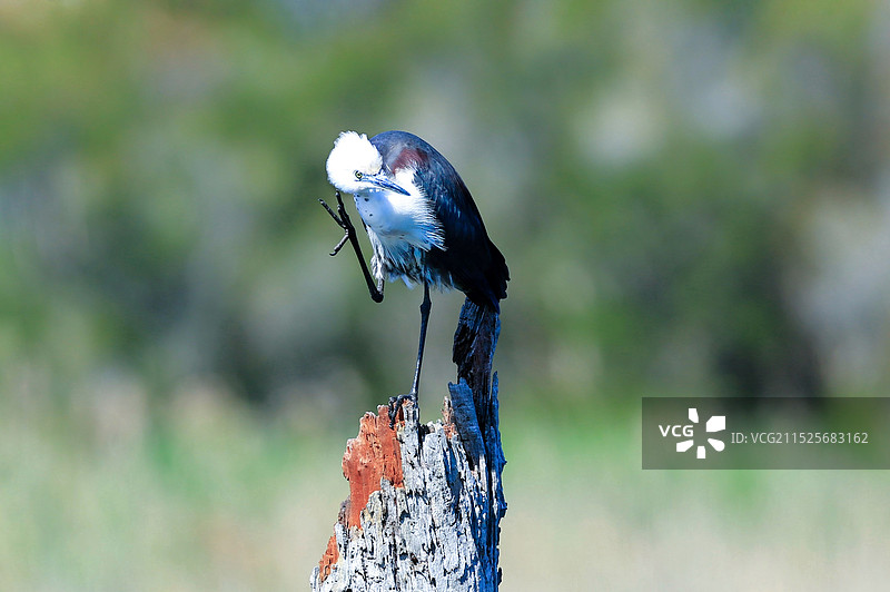 白颈鹭 nankeen kestrel图片素材