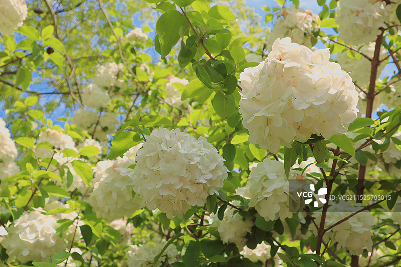 绣球花图片素材