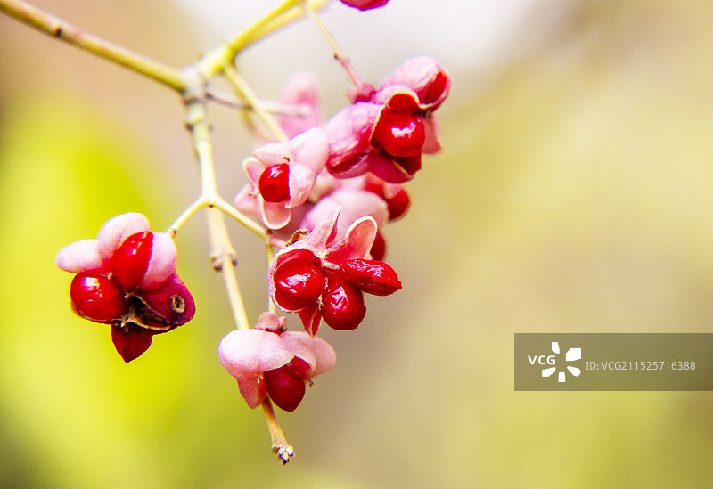 明开夜合惹人醉图片素材