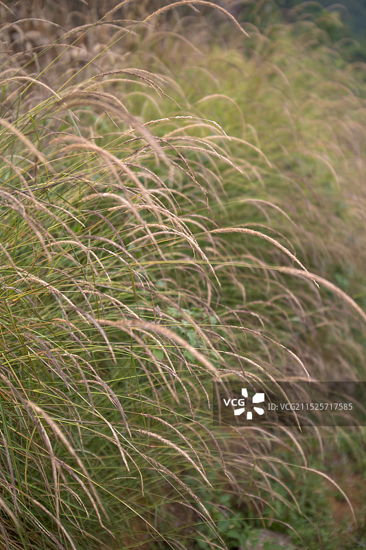 野花野草芦苇树图片素材