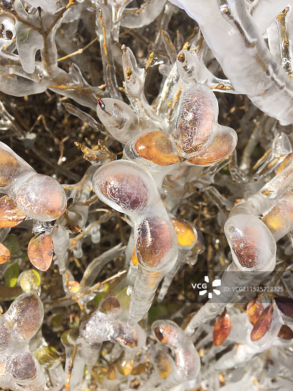 冬季蓝天下冻结在枯树枝树叶外的冰凌图片素材