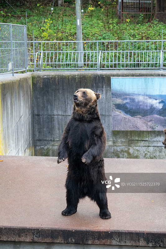 可爱的熊图片素材