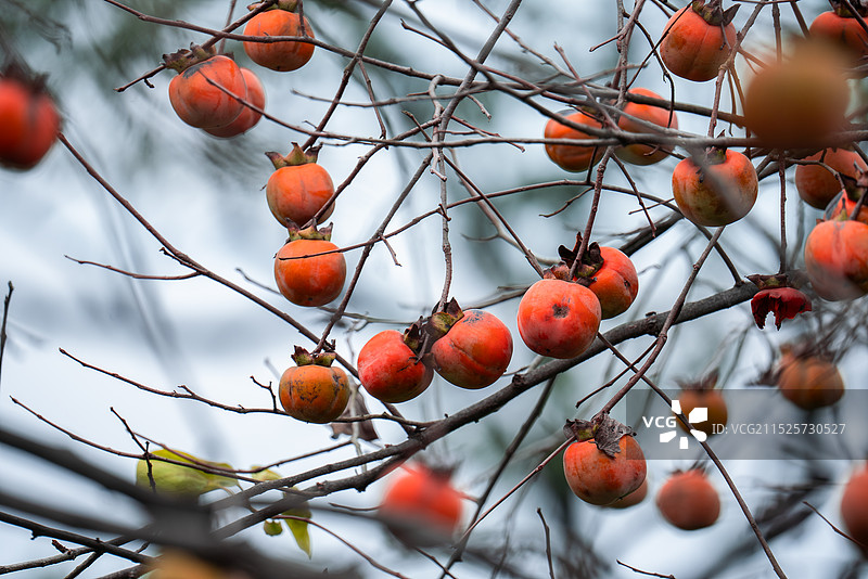 红柿入秋图片素材