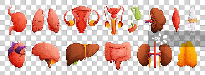 人体器官（心肝肾脾）套装图片素材