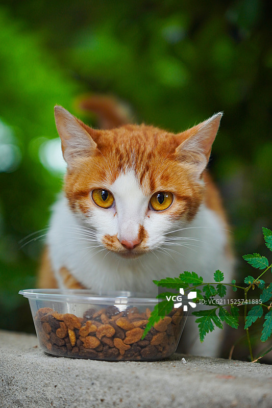 猫的特写肖像图片素材