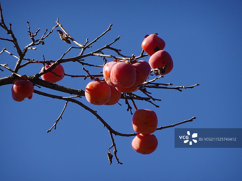 霜降 柿子红了柿柿如意图片素材