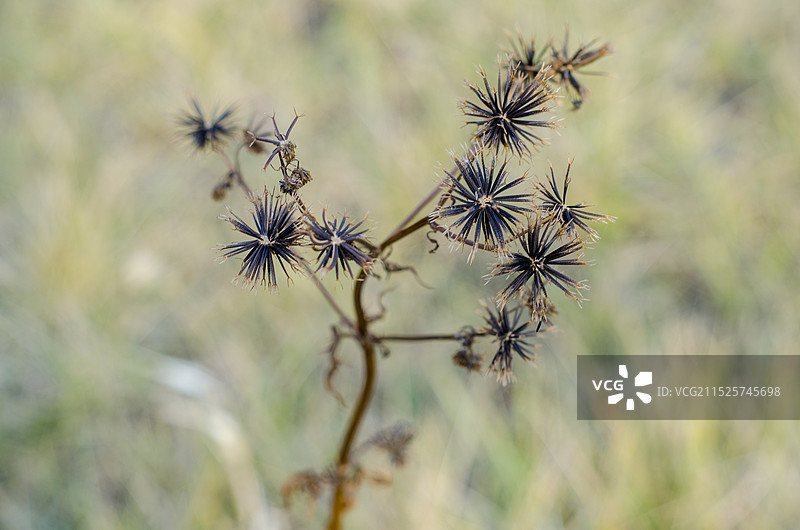 秋季草地上的一株小花鬼针草图片素材