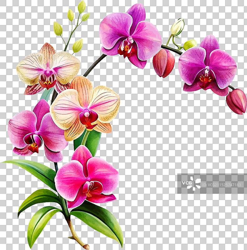 鲜艳的兰花艺术色彩图片素材