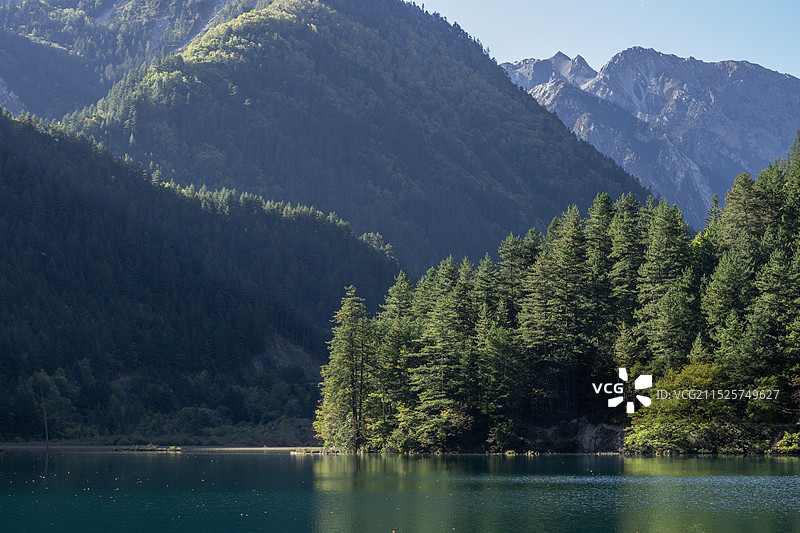 阿坝的原始森林图片素材