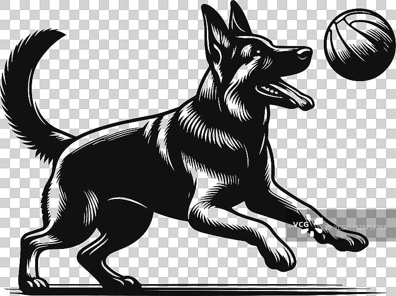 白色背景上的不同姿势的德国牧羊犬图片素材