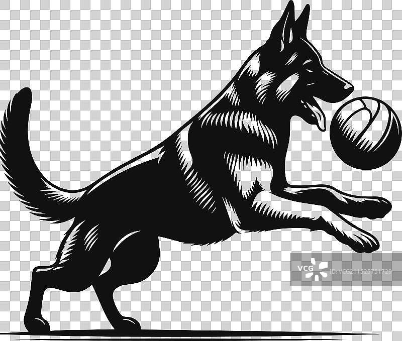 白色背景上的不同姿势的德国牧羊犬图片素材