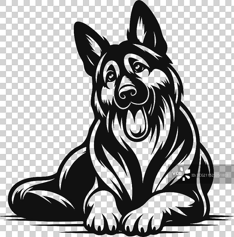 白色背景上的不同姿势的德国牧羊犬图片素材