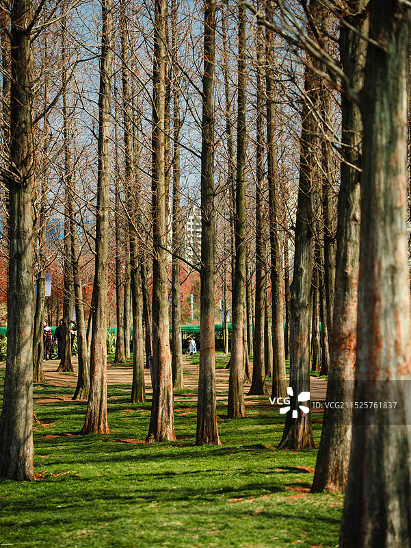 森林中生长的树木图片素材