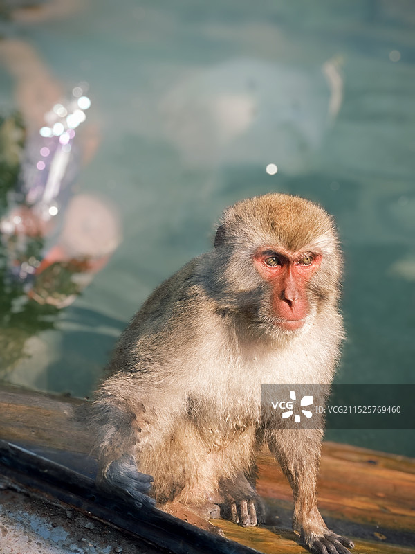 猴子坐在湖边的特写镜头图片素材